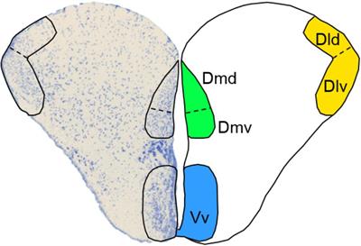 Neurobiology of Wild and Hatchery-Reared Atlantic Salmon: How Nurture Drives Neuroplasticity